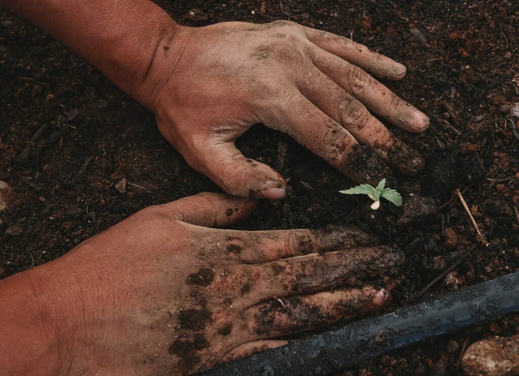 "seed"